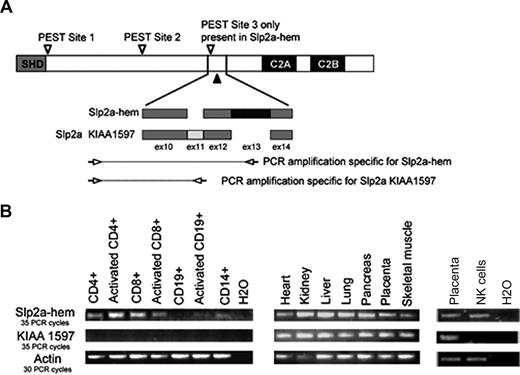 Figure 3. Tissue expression of Slp2a isoforms. (A) A schematic representation of the exon combinations (exons 10 to 14) that define 2 splicing isoforms of Slp2a (KIAA1597 and Slp2a-hem). The location of 3 putative PEST-like sequences (▽) and the phosphatase-sensitive region of Slp2a-hem leading to the cleaved form (▲) are shown. The locations of the PCR primers used to specifically amplify each Slp2a isoform are indicated by arrows. (B) RT-PCR analysis, using commercial cDNA panels from nonhematopoietic and hematopoietic tissues, and cDNA from purified human NK cells. The couples of primers shown in panel A were used to amplify each Slp2a isoforms in hematopoietic and nonhematopoietic cDNA panels. Actin expression was used for normalization.