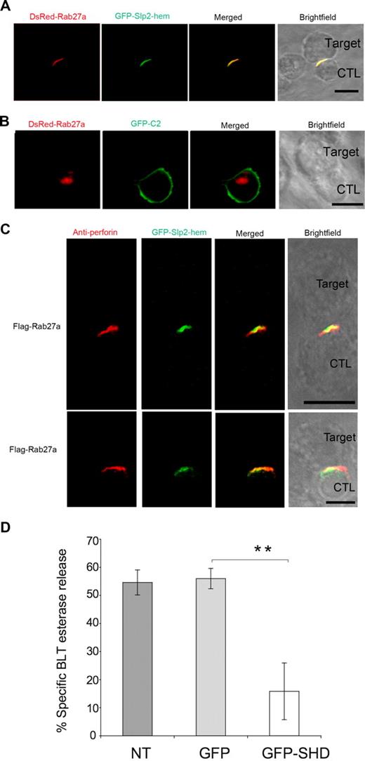 Figure 7. Slp2a-hem is recruited at the CTL-target cell contact zone and a dominant-negative form of Slp2a decreases cytotoxic granule exocytosis. (A) Microscopic analysis of wild-type LAK-T cells transfected with GFP-Slp2a-hem and DsRed-Rab27a and conjugated with L1210 target cells. (B) Microscopic analysis of wild-type LAK-T cells transfected with GFP-Slp2a C2 and DsRed-Rab27a and conjugated with L1210 target cells. (C) Confocal microscopy of wild-type LAK cells transfected with GFP-Slp2a-hem and unlabeled Rab27a and conjugated with L1210 target cells. Cells were then fixed, permeabilized, and stained with an antiperforin. Two different conjugates are shown. Scale bars represent 5 μm. Data are representative of 5 (A,B) or 4 (C) independent experiments. (D) The release of cytotoxic granule BLT esterase activity from transfected LAK-T cells is shown. Untransfected LAK-T cells (NT) or those transfected with GFP alone (GFP), or SHD of Slp2a tagged with GFP (GFP-SHD) were incubated on anti-CD3–coated plates for 4 hours. Cell supernatants were collected and assayed by enzyme-linked immunosorbent assay (ELISA) for serine esterase. Data are the mean of 3 independent experiments. Error bars show standard deviation among experiments. Transfection efficiency for each construct was between 40% and 50% as determined by FACScan analysis of GFP production (data not shown). **P < .01 (bracketed comparison).