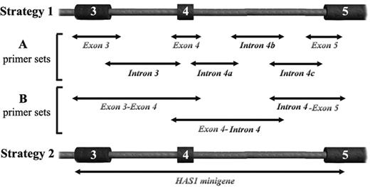 Figure 1. Strategies for sequencing the HAS1 gene segments. Described are 2 strategies used to amplify the HAS1 gene segments. Overlapping reverse and forward primers were designed to anneal with exons and introns of the HAS1 gene to identify genetic variations that may contribute to aberrant HAS1 splicing in patients with WM. Minigene sequencing in strategy 2 was used to determine whether the recurrent mutations were clustered. gDNA PCR and cloning were carried out as described in “Methods.” We picked 24 to 48 subclones to screen and sequence inserts (gDNA PCR product of the HAS1 gene segment) in the TOPO TA plasmid using the appropriate primer sets for each segment. While using the first strategy of amplifying HAS1 gene segments from the patients or HDs, we cloned 7 or 3 segments from the exon 3 to exon 5 region of the HAS1 gene using A or B primer sets, respectively. For each segment, 3 to 10 positive subclones were selected, and, for each cell subset, more than 50 plasmids were isolated and sequenced both directions using M13 and T7 sequencing primers. Using strategy 2, we cloned 30 HAS1 minigene plasmids from MM and WM, and 33 minigenes from B-CLL and MGUS. B-CLL minigenes encompassed only intron 4. MGUS minigenes encompassed exon 3 to exon 5. Each plasmid was sequenced using overlapping HAS1 gene-specific A and B primer sets. Because we used overlapping primers either in gDNA PCR (strategy 1) or for sequencing (strategy 2), we analyzed 50 to 60 sequencing reactions for exon-intron spanning segments of the HAS1 gene. The HAS1 gene segments of 2 HDs (B and T cells) were sequenced using strategy 1. The genetic variations identified in patients with MM and WM were assessed, based on a total of 4119 sequencing reactions.