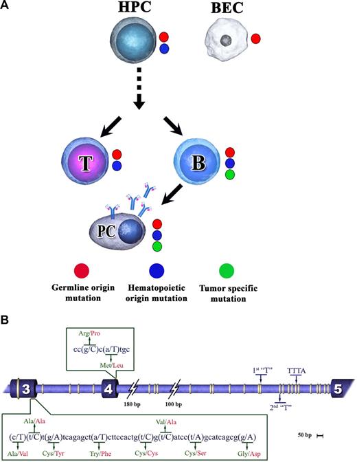 Figure 2. Distribution of HAS1 GVs. (A) Cell type distribution of HAS1 GVs detected in patients with MM and WM. Mutations identified in various types of cells from patients with MM were classified as tumor specific, hematopoietic and germline–origin based on their occurrence in these cells. HPCs indicates CD34+45low HPCs from mobilized blood of patients with MM or bone marrow aspirates from patients with WM; BECs indicate buccal epithelial cells. (B) Distribution of GVs in genomic HAS1. This figure shows relative distribution of GVs detected in patients with MM and WM. Recurrent NCBI-SNPs are absent from this figure. The inserts detail sets of GVs located at the boundary of exon 3 and exon 4, respectively. GVs are represented by yellow rings. On the figure, the first break on intron 4 represents 180 nucleotides, whereas the second break represents 100 nucleotides. 1st “T,” 2nd “T,” and “TTTA” are the common motif detected in patients with MM and WM. The spaces between mutations are arranged according to a scale of 50 bp = 4 mm.