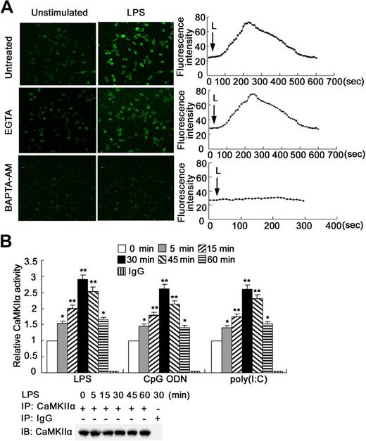 Figure 1. TLR ligands induce intracellular Ca2+ release and CaMKII activation in macrophages. (A) RAW264.7 cells were loaded with Fluo 3/AM and stimulated with 0.1 μg/mL LPS in the absence or presence of 1.5 mM ethyleneglycoltetraacetic acid or 6 μM BAPTA-AM, then imaged by Leica TCS SP2 confocal microscopy under a 10×/0.40 CS objective lens at 10-second intervals. The basal (left panel) and peak (middle panel) fluorescence is displayed. Graphs (right panel) showed changes in mean fluorescence intensity from 15 cells per microscopic field over time. Data are representative of 3 independent experiments (original magnification ×100). L indicates LPS. (B) Cell extracts of TLR ligand–stimulated RAW264.7 cells were immunoprecipitated with anti–CaMKII-α antibody. The immunoprecipitates were subjected to CaMKII activity assay with autocamtide-2 as substrate or immunoblotted with anti–CaMKII-α antibody. Data are shown as mean plus or minus SD of 3 independent experiments. *P < .05, **P < .01 vs unstimulated cells.