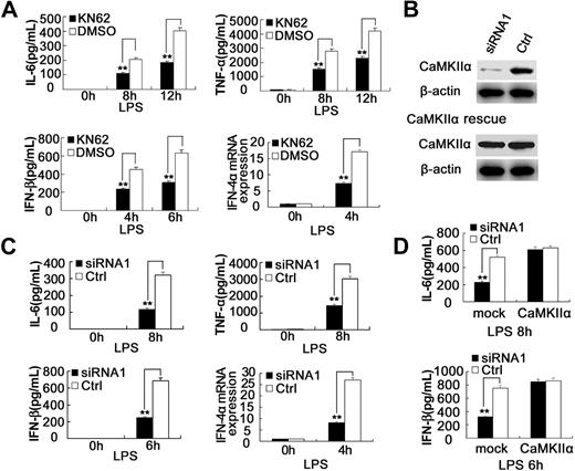 Figure 2. Blockade of CaMKII activation with KN62 or silencing of CaMKII expression attenuates TLR4-activated proinflammatory cytokine and type I IFN production in macrophages. (A) Mouse peritoneal macrophages (4 × 105) were pretreated with 15 μM KN62 for 30 minutes followed by stimulation with 0.1 μg/mL LPS for the indicated time. The production of IL-6, TNF-α, or IFN-β was measured by ELISA, and IFN-4α mRNA expression was measured by Q-PCR. (B) (Top) RAW264.7 cells were transfected with control small RNA (Ctrl) or CaMKII-α siRNA 1. After 48 hours, CaMKII-α and β-actin expression in the cells was detected by immunoblot. (Bottom) CaMKII-α–silenced RAW264.7 cells were transfected with CaMKII-α full-length expression vector. After 36 hours, CaMKII-α and β-actin expression in the cells was detected by immunoblot. Similar results were obtained in 3 independent experiments. (C) Mouse peritoneal macrophages (4 × 105) were transfected with control small RNA (Ctrl) or CaMKII-α siRNA1. After 48 hours, the cells were stimulated with 0.1 μg/mL LPS for the indicated time. IL-6, TNF-α, or IFN-β in the supernatants was measured by ELISA, and IFN-4α mRNA expression was measured by Q-PCR. (D) RAW264.7 cells (1.5 × 105) were transfected with control small RNA (Ctrl) or CaMKII-α siRNA1. After 36 hours, the cells were transfected with full-length CaMKII-α plasmid. Thirty-six hours later, the cells were stimulated with 0.1 μg/mL LPS for the indicated time. IL-6 and IFN-β in the supernatants were measured by ELISA. Data are shown as mean plus or minus SD of 3 independent experiments. **P < .01.