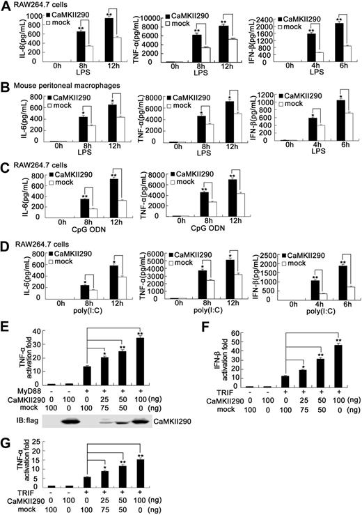 Figure 3. Overexpression of constitutively active CaMKII enhances TLR-triggered proinflammatory cytokine and IFN-β production in macrophages. RAW264.7 cells (1.5 × 105) (A,C,D) were transiently transfected with constitutively active CaMKII plasmid (CaMKII290). Mouse peritoneal macrophages (4 × 105) (B) were nucleofected with CaMKII290 using Amaxa Nucleofector II Biosystems. After 36 hours, the cells were stimulated with 0.1 μg/mL LPS (A,B), 0.3 μM CpG ODN (C), or 10 μg/mL poly(I:C) (D), respectively, for the indicated time. IL-6, TNF-α, or IFN-β in the supernatants was detected by ELISA. Data are shown as mean plus or minus SD of 3 independent experiments. HEK293 cells were cotransfected with 50 ng of MyD88 (E) or TRIF (F,G) expressing plasmid, 50 ng of TNF-α (E,G), or IFN-β (F) luciferase reporter plasmid, 10 ng of pTK-Renilla luciferase, together with indicated amount of CaMKII290 expressing plasmid. Total amounts of plasmid DNA were equalized using empty control vector. After 24 hours of culture, luciferase activity was measured and normalized by Renilla luciferase activity. The expression of CaMKII290 in HEK293 cells was immunoblotted with anti-flag antibody (E). Data are shown as mean plus or minus SD (n = 5) of one typical experiment from 3 independent experiments with similar results. *P < .05; **P < .01.