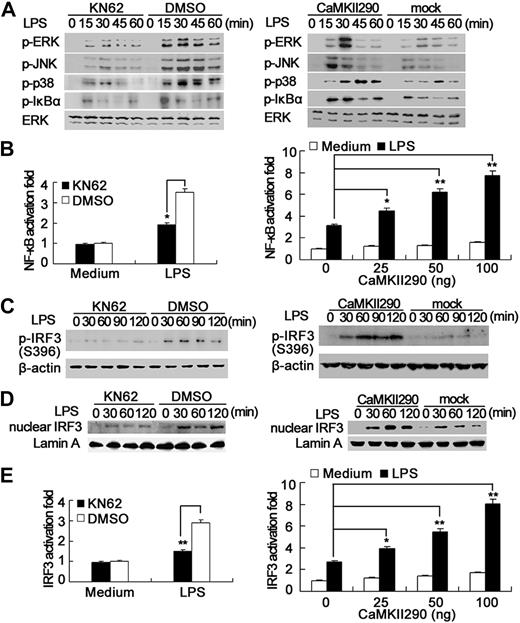 Figure 4. Activation of CaMKII enhances MAPK, NF-κB, and IRF3 activation in TLR-triggered macrophages. (A) RAW264.7 cells were pretreated with 15 μM KN62 (left panel) for 30 minutes or transfected with CaMKII290 plasmid and then cultured for 36 hours (right panel). The cells were stimulated with 0.1 μg/mL LPS for the indicated time. Phospho-ERK, JNK, p38, IκBα, and total ERK were detected by immunoblot. (B) RAW264.7 cells were transfected with 100 ng of pGL3.5XκB-luciferase, 10 ng of pTK–Renilla luciferase, together without (left panel) or with indicated amount of CaMKII290 plasmid (right panel). After 36 hours, the cells were stimulated with 0.1 μg/mL LPS for 6 hours. Luciferase activity was measured and normalized by Renilla luciferase activity. (C,D) RAW264.7 cells were treated as described in panel A; the whole cell extracts (C) or nuclear extracts (D) were prepared. Phospho- (C) or total-IRF3 (D) was detected by immunoblot. Data are representative of 3 separate experiments. (E) RAW264.7 cells were transfected with 100 ng of IRF3 luciferase reporter plasmids (80 ng of Gal4 luciferase reporter plasmid, 20 ng of Gal4-IRF3–expressing plasmid), 10 ng of pTK-Renilla luciferase, together with indicated amount of CaMKII290 plasmid. After 36 hours, the cells were stimulated with 0.1 μg/mL LPS for 6 hours. Luciferase activity was measured. Data are shown as mean plus or minus SD (n = 5) of one typical result from 3 independent experiments with similar results. *P < .05; **P < .01.