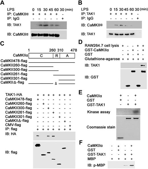 Figure 5. CaMKII directly binds, phosphorylates, and activates TAK1. (A,B) RAW264.7 cells were stimulated with 0.1 μg/mL LPS for the indicated time. Equal amount cell lysates were immunoprecipitated with CaMKII-α (A) or TAK1 (B) antibody and then immunoblotted (IB) with CaMKII-α and TAK1 antibody. (C) HEK293 cells were transfected with TAK1-HA and wt or mutant CaMKII-α–flag construct as indicated. After 24 hours, cell extracts were immunoprecipitated with anti-flag antibody and then immunoblotted with anti-HA and anti-flag antibody. C indicates catalytic domain (amino acids 1-260); R, regulatory domain (amino acids 261-309); A, association domain (amino acids 310-478). (D) GST pull-down assays were performed with recombinant GST-tagged CaMKII-α and cell extracts of RAW264.7 cells. (E) One microgram of recombinant TAK1 protein was incubated with recombinant active CaMKII-α at 30°C for 30 minutes. Samples were separated by SDS-PAGE followed by autoradiography. (F) MBP was added into the reaction mixture as in panel E followed by incubation for another 20 minutes. Samples were analyzed by immunoblotting with anti–phospho-MBP antibody. Data are representative of 3 independent experiments.