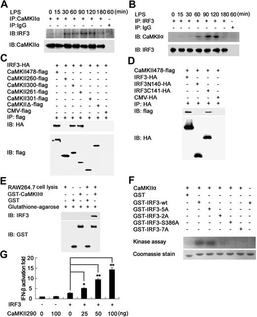 Figure 6. CaMKII directly binds, phosphorylates IRF3, and enhances IRF3-activated IFN-β expression. (A,B) RAW264.7 cells were stimulated with 0.1 μg/mL LPS for the indicated time. Equal amount cell lysates were immunoprecipitated with CaMKII-α (A) or IRF3 (B) antibody and then detected with CaMKII-α and IRF3 antibody. (C) HEK293 cells were transfected with IRF3-HA and wt or mutant CaMKII-α–flag construct as described in Figure 5C. After 24 hours, cell extracts were immunoprecipitated with anti-flag antibody and then detected with anti-HA and anti-flag antibody. (D) CaMKII-α–flag construct together with HA-tagged IRF3, IRF3N140, or IRF3C141 plasmid were transfected into HEK293 cells. After 24 hours, IRF3 truncates were immunoprecipitated with HA-specific antibody. Precipitated proteins were detected by immunoblot. (E) GST pull-down assays were performed with GST-tagged CaMKII-α and RAW264.7 cell lysates. (F) wt or mutant GST-IRF3 380-427 were used as substrates of recombinant active CaMKII-α. The incorporation of 32P in the IRF3 380-427 was visualized by autoradiography after SDS-PAGE. Residues are as follows: 2A, S385A, S386A; 5A, S396A, S398A, S402A, T404A, S405A; 7A, S385A, S386A, S396A, S398A, S402A, T404A, S405A. Data are representative of 3 independent experiments. (G) HEK293 cells were transfected with 100 ng of IRF3-expressing plasmid, 50 ng of IFN-β luciferase reporter plasmid, 10 ng of pTK-Renilla luciferase, together with indicated amount of CaMKII290 plasmid. After 24 hours, luciferase activity was measured and normalized by Renilla luciferase activity. Data are shown as mean plus or minus SD (n = 5) of 1 typical experiment from 3 independent experiments with similar results. *P < .05; **P < .01.