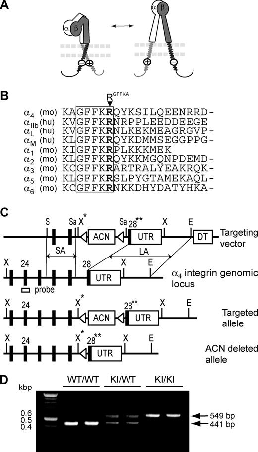 Figure 1. A model for integrin activation regulated by the membrane-proximal cytoplasmic salt bridge and generation of α4-R/AGFFKR mice in which the cytoplasmic salt bridge is disrupted. (A) A positively charged RGFFKR (a circled plus) forms the membrane-proximal salt bridge with a negatively charged residue(s) (a circled minus) in the β-subunit. The salt bridge facilitates clasping of the α/β cytoplasmic domains, maintaining the extracellular domains in a default inactive conformation (left). Disruption of the salt bridge, which is induced via binding of cytoplasmic proteins such as talin (not shown), triggers unclasping of the cytoplasmic domains, converting the extracellular domains to the active conformation (right). The α- and β-subunits are labeled in the extracellular domains. The plasma membrane is shown with 2 parallel dashed lines. (B) Amino acid sequence alignment of the membrane-proximal cytoplasmic domains of selected integrin α-subunits. A conserved GFFKR motif is highlighted. The arginine residues in the GFFKR motif (RGFFKR) are shown in bold. (C) Targeted insertion of the floxed ACN cassette containing both the neor gene and the Cre-recombinase gene under the control of the sperm-specific ACE promoter,25 mutated exon 28 (28**), and UTR into the Itga4 locus, followed by deletion of the ACN cassette. The configurations of the targeting vector, α4 integrin genomic locus, the targeted allele following homologous recombination, and the ACN-deleted allele are shown. Exons are displayed as black boxes and the floxed ACN cassette, UTR, and diphtheria toxin cassette (DT) are displayed as white boxes. loxP sites are displayed as triangles. The external probe containing exon 24, which was used to verify the targeting event, is indicated. The map displays the following restriction sites: E indicates EcoRI; S, ScaI; Sa, SacI; X, XbaI; and X*, engineered XbaI. (D) Genotyping and confirmation of the deleted ACN cassette by PCR. PCR bands are shown for wild-type (WT/WT, 440 bp), heterozygous (KI/WT, 550 and 440 bp), and homozygous (KI/KI, 550 bp) samples.