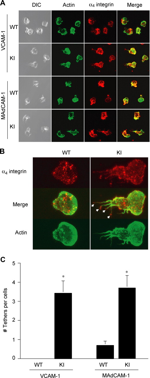 Figure 5. Suppressed migration of α4-R/AGFFKR T lymphocytes on VCAM-1 and MAdCAM-1 substrates. Lateral migration of T lymphocytes on VCAM-1 and MAdCAM-1 in response to chemokine CXCL12 was studied using live-cell imaging. (A) Representative confocal and DIC images of migrating cells stained for actin (Alexa 488) and α4 integrin (Cy3) are shown. (B) Morphologic analysis showing the strong presence of α4 integrin–rich trailing edge “tethers” (arrows) in α4-R/AGFFKR cells, but not WT cells, migrating on VCAM-1 and MAdCAM-1 (not shown). (C) The number of tethers per cell. Data are expressed as the mean plus or minus SEM of at least 20 cells from randomly selected fields. *P < .01 versus WT.
