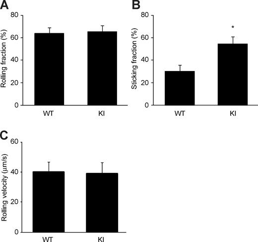 Figure 6. Increased firm adhesion of α4-R/AGFFKR lymphocytes in vivo to PP venules. Adhesive interactions of WT and α4-R/AGFFKR lymphocytes to PP venules in WT recipient mice were studied using epifluorescence intravital microscopy. Rolling (A) and sticking (B) fractions as well as rolling velocity (C) are shown. Data are mean plus or minus SEM of 9 different PP venules analyzed per group in 2 independent experiments. *P < .05 versus WT.