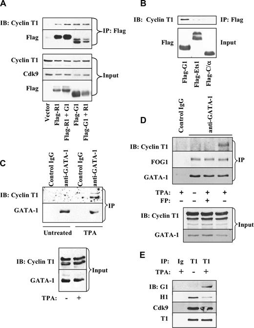 Figure 2. Interaction of GATA-1 with cyclin T1. (A) 293T cells were transfected with constructs encoding either FLAG-RUNX1 (Flag-R1) plus or minus untagged GATA-1 (G1) or FLAG-GATA-1 (Flag-G1) plus or minus untagged RUNX1 (R1). FLAG-immunoprecipitation (IP) was followed by immunoblotting (IB) of immunoprecipitates and inputs with the indicated antibodies. (B) Specificity of interaction. 293T cells transfected with expression vectors for FLAG tagged GATA-1 (G1), Ets1, or C/EBPα (C/α) were subjected to immunoprecipitation and immunoblotting as in panel A. (C) Inducible interaction of endogenous GATA-1 and cycin T1 proteins. Extracts from K562 cells either untreated or treated 48 hours with 25 nM of TPA underwent immunoprecipitation with equal amounts of control rat IgG or N6 monoclonal rat anti-GATA-1 antibody. Immunoprecipitates and inputs underwent immunoblotting with the indicated antibodies. (D) Requirement of P-TEFb kinase activity for inducible recruitment of GATA-1. Coimmunoprecipitations were conducted as in panel C on cells treated 48 hours with 25 nM of TPA plus or minus 100 nM of flavopiridol (FP). (E) Global remodeling of P-TEFb during megakaryocytic induction. Coimmunoprecipitations were conducted as in panel C on cells treated 48 hours with 25 nM of TPA. Immunoprecipitating antibodies consisted of control rabbit IgG or rabbit anticyclin T1 (T1). Immunoblotting was performed for GATA-1 (G1), HEXIM1 (H1), Cdk9, and cyclin T1.