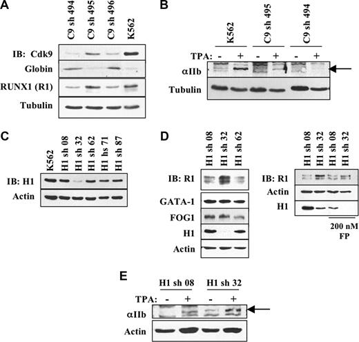 Figure 3. Cdk9 signaling promotes megakaryocytic and inhibits erythroid induction. (A) K562 cells transduced with lentiviral shRNA constructs targeting Cdk9 (C9) underwent immunoblotting of whole cell lysates with the indicated antibodies. (B) Cells from panel A were treated 72 hours with 25 nM of TPA before immunoblotting. (C,D) K562 cells transduced with lentiviral shRNA constructs targeting HEXIM1 (H1) were subjected to immunoblot analysis of the whole cell lysates with the indicated antibodies. R1 indicates RUNX1. Where designated, cells received 200 nM of flavopiridol (FP) for 24 hours before harvesting. (E) Cells from panel C treated with 25 nM of TPA underwent immunoblot analysis. Arrows indicate position of αIIb integrin.