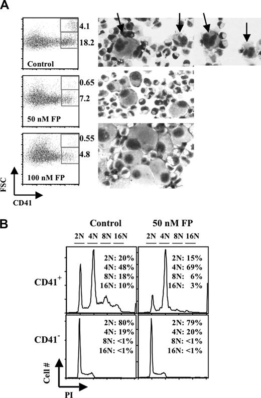 Figure 4. Cdk9 inhibitor interferes with primary human megakaryocyte development. (A,B) Purified human CD34+ cells underwent culture 5 days in unilineage megakaryocytic medium containing TPO, SCF, stromal-derived factor-α, and the indicated doses of flavopiridol (FP). (A) Flow cytometry (FACS) assessment of CD41 expression and forward light scatter (FSC), a reflection of cell size. Analyses were performed on gated viable populations, with percentages of CD41bright FSChi (mature megakaryocytes) and CD41bright FSClo (promegakaryocytes) cells determined using FlowJo software. Wright-stained cytospins were photographed (original magnification ×100). (Top row) Two fields with typical polyploid control megakaryocytes (). (B) Ploidy analysis of CD41+ and CD41− cells within the cultures. Cells were stained with FITC-anti-CD41 and propidium iodide, followed by FACS analysis and quantitation with FlowJo software.