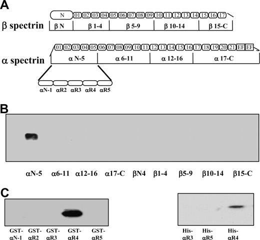 Figure 1. Binding of recombinant spectrin fragments and spectrin single repeats to Lu(v13) and Lu. (A) Schematic presentation of recombinant spectrin fragments. The boundaries of all spectrin fragments and single repeats were defined by SMART annotations. (B) Nine GST-tagged spectrin fragments were incubated with biotin-labeled Lu(v13) peptide, and binding was detected with anti-GST antibody. Only α N-5 was brought down. (C) The GST-tagged single repeats within α N-5 fragment were incubated with biotin-labeled Lu(v13) peptide, and the binding was detected as described for panel B. Only αR4 was brought down. (D) The His-tagged single repeats were incubated with GST-tagged cytoplasmic domain of Lu, and the binding was detected with anti-His antibody. Only αR4 was brought down.