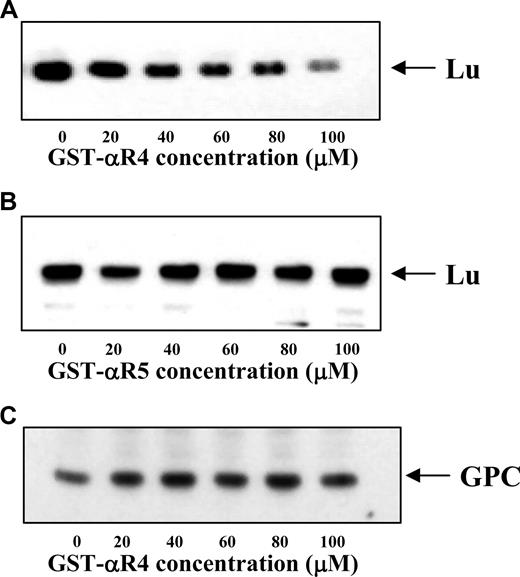Figure 4. Immunoblot of Lu and GPC in Triton shells prepared from resealed red cell ghosts. The Triton shells were prepared from ghosts resealed without or with increasing concentrations of αR4 or αR5 as described in “Triton extraction of erythrocyte ghosts.” Proteins retained in the Triton shells were analyzed by SDS-PAGE and immunoblotted with anti-Lu and anti-GPC. Note the progressive decrease of Lu in αR4-resealed ghosts (A) but not αR5-resealed ghosts (B). GPC was unchanged in αR4-resealed ghosts (C).