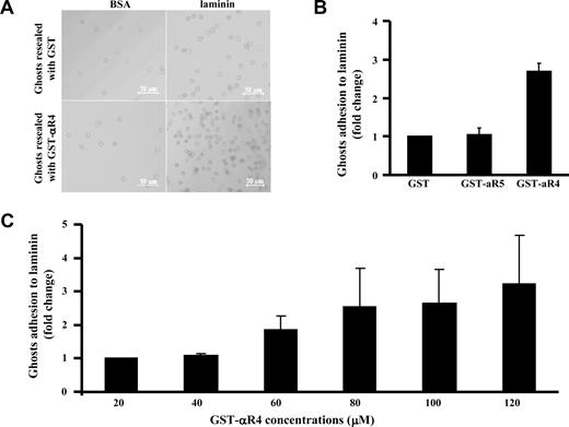 Figure 5. Effect of αR4 on adhesion of red cell ghosts to laminin. (A) Red cells resealed with 40 μM GST or GST-αR4 were incubated for 1 hour at 37°C on BSA- or laminin-coated 96-well microplates. Phase-contrast images show adherent cells after filling the wells with PBS and floating the microplate upside down for 40 minutes before microscopic observation. Cells were viewed with a Zeiss LSM META 510 Confocal microscope (Zeiss, Thornwood, NY) using a lens at 10×/0.30 EC Plan-Neofluar (Zeiss). Images were collected using the Zeiss Confocal microscope laser and the Laser Scanning microscope LSM 510 version 3.2 software (Zeiss). Images were cropped using Adobe Photoshop 7.0 (Adobe Systems, San Jose, CA). (B) GST, GST-αR4, or GST-αR5 at 100 μM was introduced into red cells. Adhesion of the resealed cells to immobilized laminin was measured using the gravity-driven reverse suspension assay, described for panel A. Adhesion in the presence of GST was normalized as 1. Note the enhanced adhesion in the presence of αR4 fragment but not αR5 fragment; N = 3. (C) αR4 fragment at indicated concentrations was introduced into red cells. Adhesion was measured as described for panel B. Adhesion in the presence of 20 μM GST-α4 was normalized as 1, and the fold change was plotted against increasing concentrations of GST-α4. Note the progressively enhanced adhesion in the presence of increasing concentrations of αR4 fragment; N = 3.