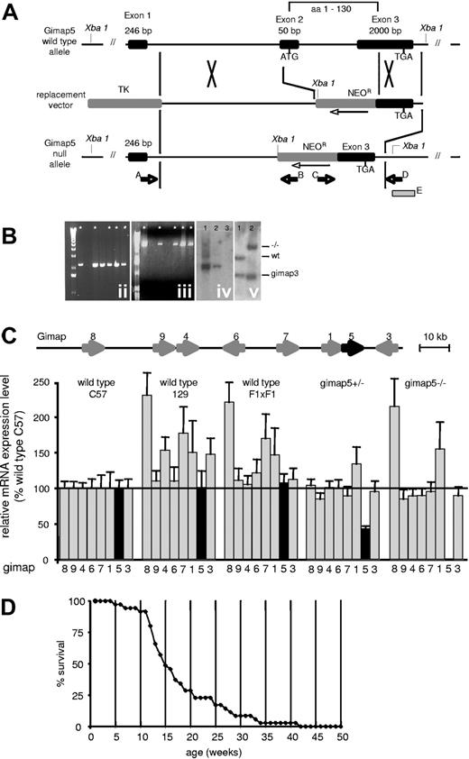Figure 1. Generation of gimap5 knockout mice. (A) A replacement-type gene-targeting vector was constructed from a thymidine kinase expression cassette (TK); a 5.4-kb EcoR1-BamH1 fragment (5′-homology) of gimap5 intron 1; a pkg-promoter-neomycin resistance gene cassette (NEOR, orientation opposite to gimap5) and a 1.3-kb fragment comprising the last 713 bp of exon 3 plus 597 bp of 3′-flanking region. Homologous recombination replaces a 2466-bp fragment of the Gimap5 gene containing exon 2 and a fragment of exon 3, thereby deleting the translation start signal within exon 2 and the first 130 amino acids of gimap5 protein. The figure is not drawn to scale. (B) Recombination in the 5′ and 3′ region of the Gimap5 gene was confirmed by amplification of a 4-kb genomic fragment with primers A and B (ii), and a 2.2-kb fragment with primers C and D (iii), respectively. * indicates ES clones having undergone the predicted recombination events in both the 5′ and 3′ homology. (iv) Southern blot hybridization of Xba1-digested genomic DNA from Gimap+/− ES clones (lanes 1,2) or wild-type ES cells (lane 3) with a 32P-labeled neomycin probe detects the predicted 3.1-kb fragment, consistent with a single locus integration of the NEO cassette. (v) Southern blot hybridization analysis of Bgl2-digested genomic DNA from wild-type (lane 1) and Gimap5−/− mice (lane 2) with probe E. The probe detects in wild-type mice a 2.6-kb fragment comprising exon 3 of gimap5 and a 1.8-kb fragment containing a homologous region in exon 5 of Gimap3; in Gimap5−/− DNA, the Gimap3 fragment detected is identical to wild-type, whereas the Gimap5 fragment shifts to 4.1 kb resulting from insertion of the NEO gene. (C) Measurements of gimap gene family mRNA abundance by real-time PCR. The structure of the gimap gene cluster on chromosome 6 is shown on top. Bars indicate the average plus or minus SEM from triplicate determinations from 3 mice each. Data are normalized for gimap abundance in wild-type C57BL/6J mice. Only gimap5 mRNA is significantly reduced in Gimap5+/− mice and is undetectable in Gimap5−/− mice. (D) Survival of Gimap5−/− mice (n = 35) over 42 weeks. The median age of death lies between 14 and 15 weeks. By 42 weeks, no surviving Gimap5−/− mice remained.