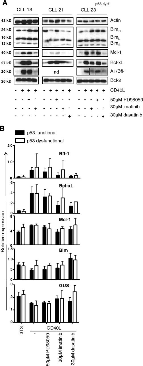 Figure 3. Antiapoptotic gene and protein profile of CLL induced by CD40 stimulation is reversed by kinase inhibitors imatinib and dasatinib. (A) CLL cells were cocultured with control 3T3 or CD40L-expressing cells for 48 hours, in the presence of PD98059, imatinib, or dasatinib as indicated. Lysates were probed for Bim, Mcl-1, Bcl-XL, A1/Bfl-1, and Bcl-2 as indicated and actin as loading control. Shown are representative examples of 2 CLL samples with wild-type (WT) p53 function (left and middle panels), and 1 CLL with p53 dysfunction (right panel). Note different order of samples in this panel and that the lanes of the A1/Bfl1 blot have been repositioned to match the other blots from the same experiment. Vertical lines have been inserted to mark the adjusted lanes. The up-regulation of Mcl-1, Bcl-XL, and A1/Bfl-1 is not affected by ERK inhibition, but prevented by imatinib or dasatinib, irrespective of p53 functionality. (B) RNA was collected from CLL cells stimulated for 48 hours with CD40 and inhibitors as indicated, and assayed for expression of 34 apoptosis genes by MLPA. Shown are averaged relative expression levels plus or minus SD (in percentage of total normalized signal) of selected genes in samples from p53 WT (n = 4) and p53 dysfunctional (n = 3) CLL cells. The CD40-mediated positive effects on transcription of A1/Bfl-1 and Bcl-XL are reversed by Abl kinase inhibitors. Examples of genes that are not significantly affected at the transciptional level are Mcl-1, Bim, and GUS (β-glucuronidase, a housekeeping gene).