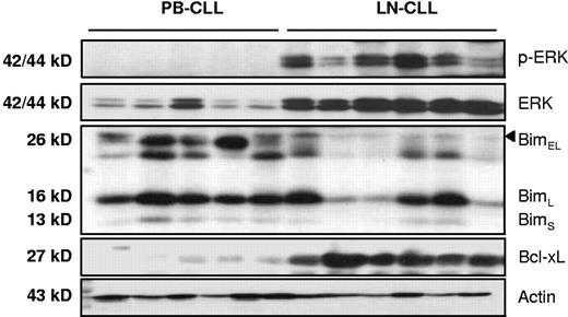 Figure 6. Antiapoptotic protein signature in CLL lymph nodes. Protein lysates obtained from peripheral blood (PB, n = 5) and lymph node (LN, n = 6) were probed for phosphorylated-ERK, total ERK, Bim, and actin as indicated. The expression of these proteins in ex vivo LN was similar to changes observed upon in vitro stimulation of PB CLL cells with CD40.