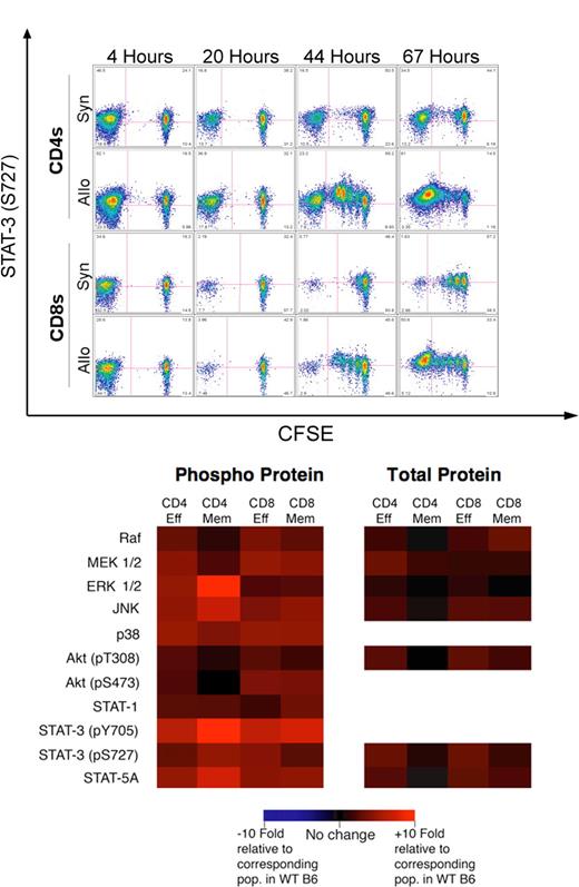 Figure 1. Donor alloreactive T cells in GVHD display a global increase in the phosphorylation of signal transduction proteins, including STAT-3 and ERK1/2. (A) A total of 107 CFSE-labeled purified B6 splenic T cells were infused into lethally irradiated B6 CD45.1 or C3FeB6F1 mice. Recipient spleens were analyzed at 4, 20, 44, and 67 hours for the proliferation of donor T cells and phosphorylation of selected intracellular signaling proteins. Bivariate plots demonstrating the proliferation with CFSE dilution versus the phosphorylation of STAT-3 (pS727) in both allogeneic and syngeneic settings are shown. Pink quadrant lines represent the limits of isotype control staining. These plots demonstrate an increase in the phosphorylation of STAT-3 with T-cell alloactivation (eg, at 44 hours) and proliferation, especially in the allogeneic setting. One of 3 independent experiments. (B) Lethally irradiated BALB/c mice (850 cGy) were transplanted with 5 × 106 B6 T cell–depleted bone marrow cells and 106 enriched B6 splenic T cells and harvested on day 14 after BMT. Donor T cells were analyzed by flow cytometry and levels of intracellular phosphorylated and total signal transduction proteins were compared with levels in the corresponding populations in nontransplanted B6 splenic T cells. All signal transduction proteins we examined demonstrated elevated levels of phosphorylation compared with levels in the corresponding naive B6 mouse. Naive donor T cells are not present at day 14 after BMT in T cell–replete transplants and were thus not analyzed. Populations were compared with corresponding populations in the normal B6 mouse. N = 8. One of 2 independent experiments.