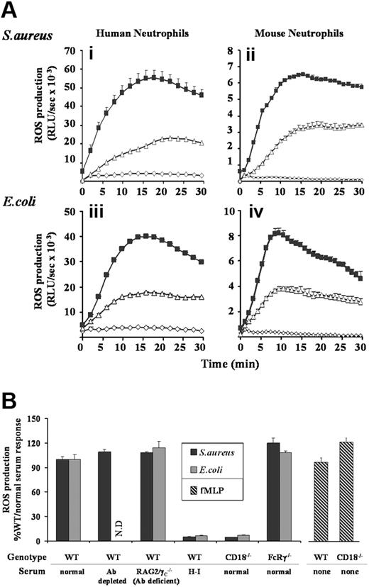 Figure 1. ROS generation in human and mouse neutrophils in response to S aureus and E coli. (A) Human peripheral (i,iii), and mouse bone marrow–derived (ii,iv) neutrophils were prepared, primed with TNFα and GM-CSF, and preincubated with luminol as described in “Preparation of cells”, and “Measurement of ROS production.” Cells (5 × 105/well) were added to 107 unopsonized (▵) or serum-opsonized (■) S aureus (i,ii) or E coli (iii,iv), or incubated in the absence of bacteria (◇) and chemiluminesence recorded using a Berthold Microlumat Plus luminometer. Incubations were performed in duplicate, and data (mean ± range) from one experiment representative of 3 are shown and are expressed as relative light units/sec (RLU/s). (B) Primed bone marrow neutrophils derived from C57BL/6J mice (WT) or mice lacking either the β2-integrin common chain CD18 (CD18−/−), or the Fc receptor γ chain (FcRγ−/−) were incubated with S aureus or E coli opsonized with 10% serum generated from C57BL/6J (normal) or RAG2/γC−/− (Ab-deficient) mice. Where indicated, normal serum was depleted of antibody before opsonization, by incubation with protein G sepharose, or heat-inactivated (H-I) at 56°C for 1 hour. Cells (5 × 105/well) were added to 107 serum-opsonized S aureus (■), E coli (), or 10 μM fMLP (), and light emission measured over 40 minutes as described in Figure 1A. ROS production in response to E coli opsonized with antibody-depleted serum was not determined (ND). All experiments were performed in duplicate and data (mean ± SEM) are accumulated light emission for a combination of at least 2 experiments, expressed as a percentage of the response in WT mouse neutrophils to 10% normal serum-opsonized bacteria.