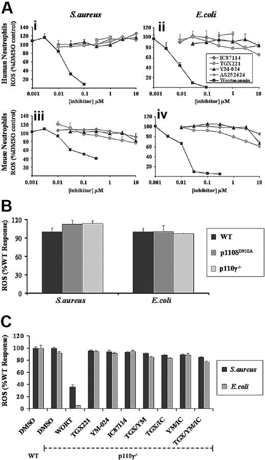 Figure 2. Effect of general and class I PI3K isoform–selective inhibitors on S aureus– and E coli–induced ROS formation in neutrophils. (A) Primed human (i,ii) and mouse (iii,iv) neutrophils were preincubated for 10 minutes with wortmannin (■), TGX-221 (), IC87114 (gray diamonds), YM-024 (▴), or AS252424 (), as indicated, in the presence of luminol as described in “Measurement of ROS production.” Cells were added to serum-opsonized S aureus (i,iii) or E coli (ii,iv), and ROS responses measured over 40 minutes, as described in Figure 1. Data (mean ± SEM, n ≥ 3) are accumulated light emission, expressed as a percentage of response in the absence of inhibitor (DMSO control). (B) Primed bone marrow neutrophils, derived from wild-type mice (WT, ■) or mice lacking p110γ (p110γ−/−, ), or expressing a kinase-dead version of p110δ (p110δD910A, ) were prepared and ROS generation in response to S aureus or E coli measured as described in Figure 1. Data are mean plus or minus SEM from at least 2 independent experiments performed in duplicate, and expressed as a percentage of response from neutrophils derived from WT mice. (C) Primed bone marrow neutrophils derived from WT or PI3Kγ−/− mice were preincubated with either 100 nM wortmannin, 0.1 μM TGX221 (TGX), 3 μM YM-024 (YM), or 3 μM IC87114 (IC) as indicated, alone or in combination, for 10 minutes before addition of serum-opsonized S aureus (■) or E coli ). ROS generation was measured as described in panel A. Data are mean plus or minus SEM (n ≥ 6) and are expressed as a percentage of WT untreated responses.