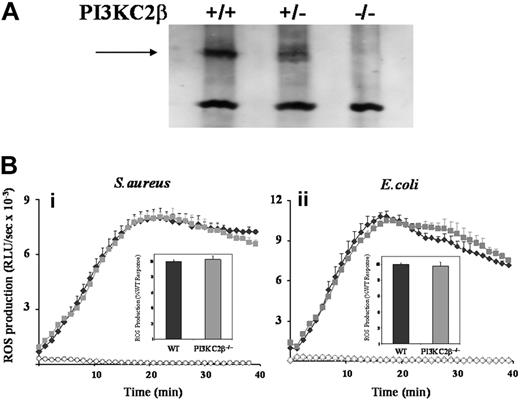 Figure 3. Effect of absence of PI3KC2β on neutrophil ROS responses to S aureus and E coli. (A) Bone marrow–derived neutrophils from PI3KC2β+/+, PI3KC2β+/−, and PI3KC2β−/− animals were sonicated into SDS sample buffer, subjected to SDS-PAGE, and immunoblotted for PI3KC2β as described in “Western blotting.” PI3KC2β is indicated by →. (B) Primed bone marrow neutrophils derived from C57BL/6J WT (♦) and PI3KC2β−/− () mice were prepared as described in “Preparation of cells” and ROS production in response to serum-opsonized S aureus (i) and E coli (ii) measured, in the presence of luminol, as described for Figure 1. Open symbols (♦, WT; , PI3KC2β−/−) represent neutrophil ROS generation in the absence of bacterial addition. Shown are mean plus or minus range from duplicate measurements of one representative experiment of 3. Insets show mean plus or minus SEM accumulated light emission over a 40-minute measurement period for combined data, expressed as a percentage of the wild-type neutrophil responses.
