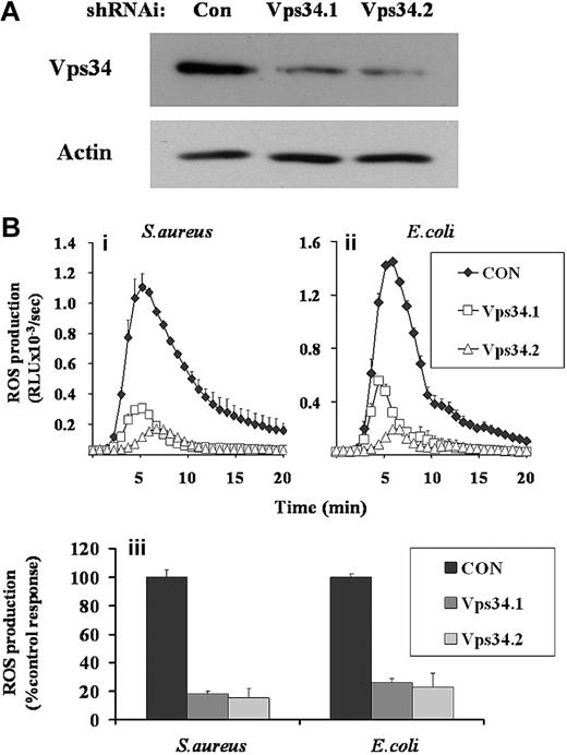 Figure 5. Effect of RNAi-mediated knock-down of class III PI3K expression on ROS responses to S aureus and E coli in GFP-PX-RAW cells. GFP-PX-RAW cells were infected with retroviral constructs directing expression of nonsilencing control shRNAi (CON), or 2 independent class III PI3K shRNAi constructs (Vps34.1, Vps34.2), as described in “RNAi knockdown of class III PI3K.” (A) shRNAi-treated GFP-PX-RAW cells were harvested, sonicated into SDS sample buffer, subjected to SDS-PAGE, and immunoblotted for class III PI3K and, as a loading control, actin. (B) Control (♦) and 2 Vps34 (□ and ▵) shRNAi GFP-PX-RAW cell populations were harvested, incubated with luminol, and ROS generation measured over time in response to serum-opsonized S aureus (i) or E coli (ii) as described in Figure 1. Data shown are mean plus or minus range for duplicate measurements in one representative experiment of 3. (iii) Total accumulated superoxide production for control and Vps34shRNAi GFP-PX-RAW cells in response to S aureus and E coli from 4 independently derived cell populations, was calculated over a 20-minute measurement period. Data are mean plus or minus SEM.