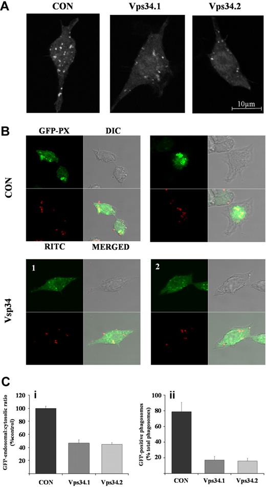 Figure 6. Effect of RNAi-mediated knock-down of class III PI3K expression on endosomal and phagosomal PtdIns(3)P accumulation. GFP-PX-RAW cells expressing nonsilencing control (CON) or independent class III PI3K (Vps34.1, Vps34.2) shRNAi were adhered to glass coverslips and incubated in the absence (A) or presence (B) of RITC-labeled, serum-opsonized S aureus as described in “RNAi knockdown of class III PI3K.” Samples were fixed, mounted, and GFP-positive endosomes (A) and phagosomes (B) visualized on a Zeiss LSM 510 META point-scanning microscope. Shown are images from a single 1 μm confocal plane. (C) GFP-endosomal and cytosolic accumulation (i) and GFP-positive phagosomes (ii) from cells described in panels A and B, respectively, were quantified from 6 × 1 μm z-section confocal images using LSM 510 software. Data are mean plus or minus SEM for at least 20 cells, or 100 phagocyte events in control (■) and Vps34.1 (), Vps34.2 () shRNAi-treated cells, and are expressed as endosomal GFP accumulation as a ratio of cytosolic GFP accumulation in subpanel i or GFP-positive phagosomes expressed as a percentage of total phagosomes in subpanel ii.