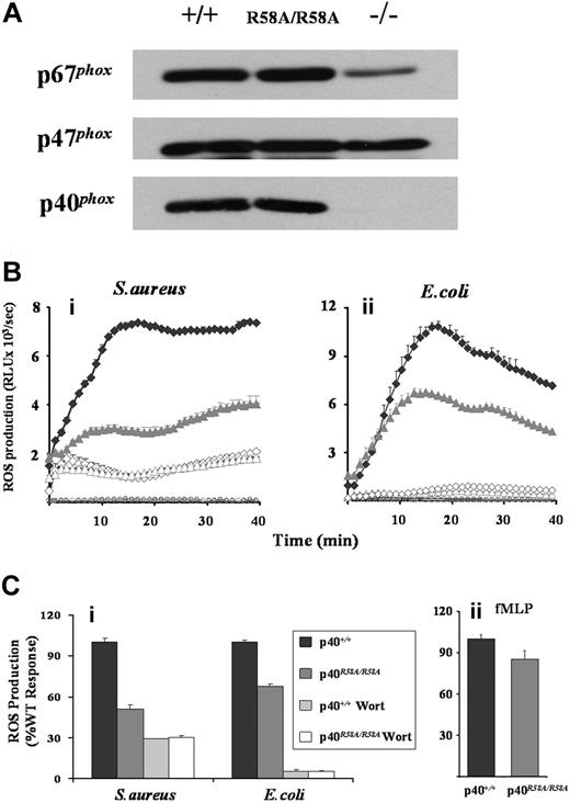 Figure 7. Effects of R58A mutation in p40phox on mouse neutrophil ROS responses. (A) Bone marrow neutrophils derived from wild-type (p40phox+/+), p40phoxR58A/R58A, or p40phox−/− animals were sonicated into SDS sample buffer, subjected to SDS-PAGE, and immunoblotted for p40phox, p47phox, and p67phox as described in “Western blotting.” (Bi,ii and Ci). Primed bone marrow neutrophils from p40phox+/+ (♦) and p40phoxR58A/R58A () mice were prepared and preincubated with luminol in the absence (solid symbols) or presence (open symbols) of 100 nM wortmannin, as described in “Preparation of cells” and “Measurement of ROS production.” Cells (5 × 105/well) were added to 107 serum-opsonized S aureus (Bi) or E coli (Bii), and light emission measured over 40 minutes as described in Figure 1. (Bi,ii) Open circles represent ROS production in the absence of bacteria for p40phox+/+ (black) and p40phoxR58A/R58A (gray) neutrophils. Rate measurements of ROS production (mean ± range) from a single experiment representative of 3. (Ci) Accumulated light emissions over the 40-minute measurement period combined from 3 individual experiments and expressed as a percentage of WT responses (mean ± SEM). (Cii) Primed bone marrow neutrophils from p40phox+/+ and p40phoxR58A/R58A mice were incubated, in the presence of luminol and HRP (18.75 U/mL), with fMLP (10 μM final) and ROS production measured as described in Figure 1, except light emission was recorded for 3 minutes. Data presented are accumulated light emissions from 3 independent experiments (mean ± SEM).