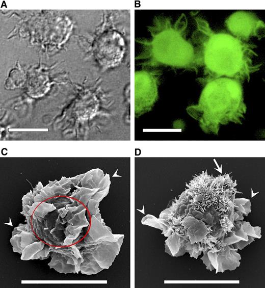 Figure 1. DC cell membrane veils and microvilli. (A) Differential interference contrast micrograph of live human mature DCs showing membrane veils. (B) Confocal micrograph of live DCs labeled with the cytoplasmic dye CMFDA to demonstrate cytoplasmic content of the veils (objective: C-Apochromat 63×/1.2 W Corr excitation: 488 nm; emission band pass filter: 505-550 nm). (C,D) Scanning electron micrographs of fixed DCs. Arrowheads indicate veils; arrow, microvilli. The line in panel C circumscribes the DC body (excluding veils). Bars represent 10 μm.