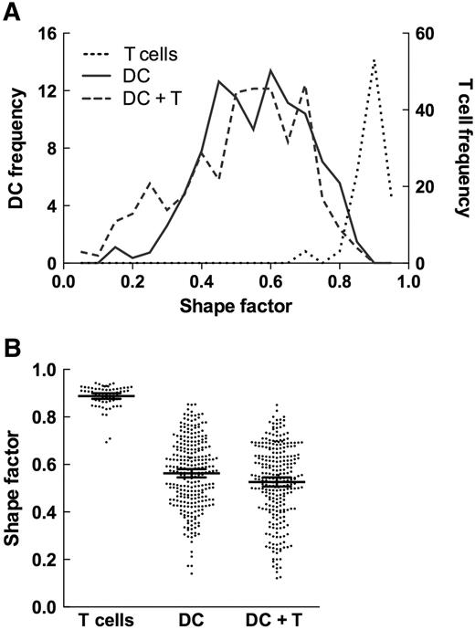 Figure 2. DCs elongate in the presence of T cells. (A) Frequency of T cells, DCs, and T cell–free DCs incubated in the presence of T cells plotted as a function of their SF values. Orthogonal projections of T cell were roughly circular (SF = 0.89 ± 0.05; n = 64), whereas those of DCs were elongated (SF = 0.56 ± 0.17; n = 269; P < .001 compared with T cells). In the presence of T cells, DCs become more elongated (SF = 0.51 ± 0.17; n = 379; P = 0.001 relative to DCs alone). (B) SF values determined for individual cells are plotted for each cell type; mean values plus or minus 95% confidence intervals are indicated.