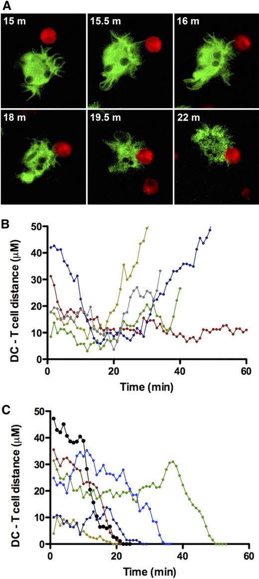 Figure 3. DC–T-cell encounters measured in real time. (A) Representative sequence of a time-lapse video recording of a T cell (red) binding to a DC (green), obtained by confocal microscopy with excitation of Dil (red) at 568 nm and CMFDA (green) at 488 nm; m indicates minute. (B,C) Time dependence of the separation of centers of cells in individually monitored DC–T-cell pairs; the sequence in panel A is represented by the pertinent segment of the black line in panel C. (B) DC–T-cell encounters that resulted in separation of cells. (C) DC–T-cell encounters that ended in the formation of a stable DC–T-cell complex.