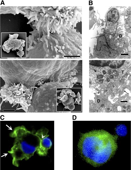 Figure 4. T cells interact with DCs at the microvilli site. (A) Scanning electron micrographs recorded after a 4-hour coincubation of T cells and DCs. (Large panels) T cells bound to bundled DC microvilli. The bundle in the top panel is compact; in the bottom panel it is split, yet the T cell interacts with the microvilli. Bars represent 1 μm. Insets show entire cells demonstrating the disposition of veils and microvilli on DCs. (B) Transmission electron micrograph showing DC protrusions (→) consistent with the sections of microviilli at the DC–T-cell contact. Bars represent 2 μm (top panel) and 1 μm (bottom panel). (C) Distribution of intracellular actin (green, Alexa 488–conjugated phalloidin; see “Sample preparation for microscopy”) in a DC–T-cell pair. Actin density was higher at the perimeter of veils (arrows) and at the T cell–binding site (arrowhead). (D) Distribution of vasodilator-stimulated phosphoprotein (VASP; green, Alexa 488–conjugated to secondary antibody; “Sample preparation for microscopy”) in a DC interacting with a T cell. In panels C and D, nuclei were counterstained with Hoechst 33258 (blue). The T cell can be recognized by the round nucleus, smaller diameter, and lack of membrane extensions. Panels C and D each are composed of 2 stacked adjacent 1.0-μm-thick optical sections.