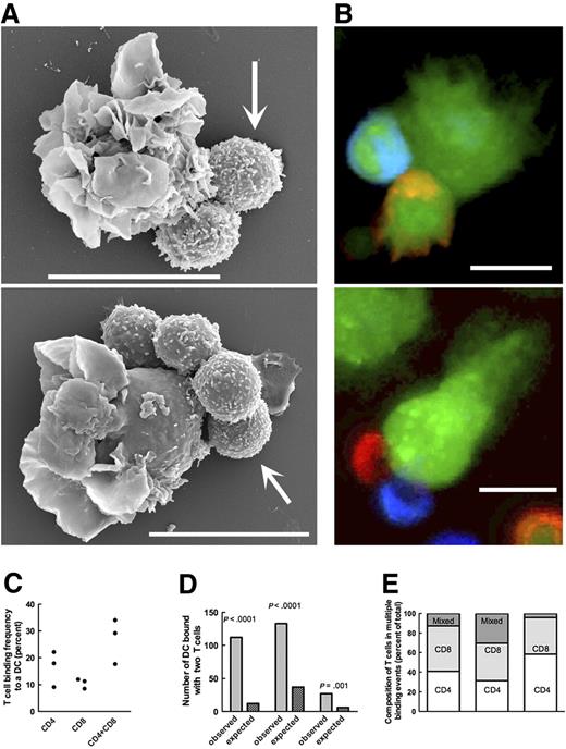 Figure 5. Multiple T cells cluster on DCs. (A) Typical examples of DC–T-cell clusters. Bars represent 10 μm. (B) Confocal images of DC–T-cell clusters used to determine the binding frequency of CD4+ (red, Dil) and CD8+ (blue, DiD) T cells to DCs. DCs were pulsed with an influenza vaccine and coincubated with T cells previously in vitro expanded in the presence of the same vaccine. DCs, CD4+ cells, and CD8+ cells were incubated at the ratio of 1:3:3 for 4 hours when all cells were counterstained with CMFDA (green). Optical sections were 1.5 μm thick. Bars represent 10 μm. (C) Frequencies of single CD4+ cells bound to a DC, of single CD8+ cells bound to a DC, or of a CD4+ cell and a CD8+ cell bound to a single DC. Each dot represents a single experiment. In 3 independent experiments, we analyzed the total of 1070 DCs. The frequency of a CD4+ binding on a DC did not differ from CD8+ binding frequency (P = .2). (D) Numbers of DCs that bound 2 T cells (light columns) compared with the numbers predicted on the assumption of independent T-cell binding (dark columns). Each column pair represents an independent experiment. (E) Relative distribution of DCs in complex with 2 T cells: CD4+/CD4+, CD4+/CD8+, and CD8+/CD8+ observed in 3 independent experiments.