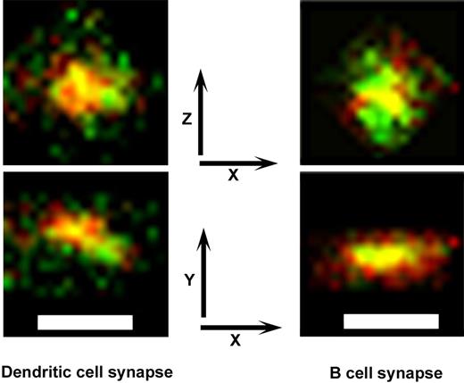 Figure 6. Spatial distribution of T-cell molecules in the complex with a DC or a B cell. Antigen-loaded DCs or B cells were incubated with autologous CD4+ T cells (expanded in the presence of an influenza vaccine) for 4 hours; TCR and CD28 were stained (green and red, respectively) and the cells fixed. By confocal optical sectioning (using a C-Apochromat 63×/1.20 W Corr lens) and 3-D reconstruction with Metamorph software we show the plane of contact between 2 cells. The x-y plane is coincidental with the plane of maximum fluorescence; the z-axis is parallel with the line connecting the centers of the T and the DC or B cell. Images are reconstructed in the x-y and x-z planes to compare the size, depth, and distribution of molecules in the respective synapses. Bars represent 1 μm.