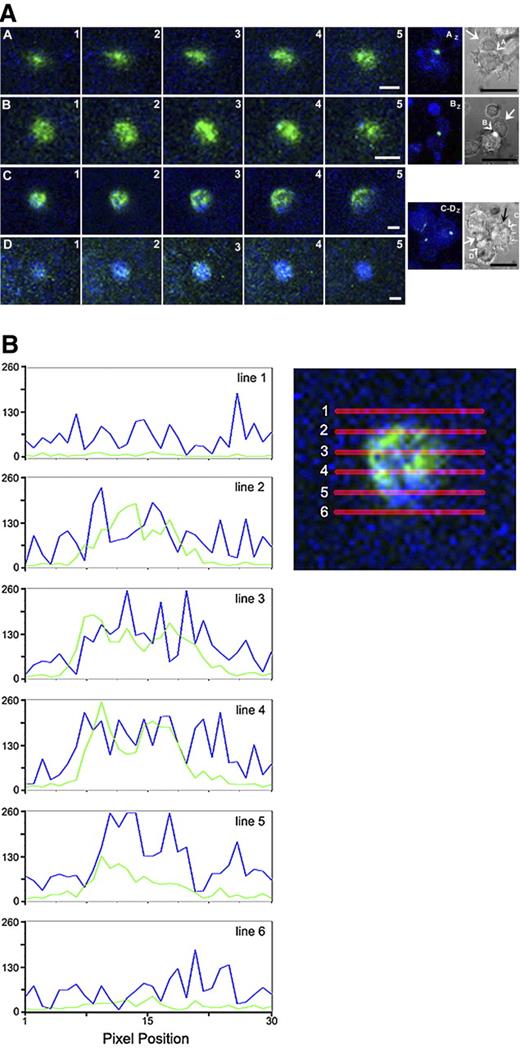 Figure 7. Spatial distribution of DC molecules in the synapse with T cells. (A) DCs were pulsed with an influenza vaccine, combined with autologous, influenza-expanded CD4+ T cells, incubated for 40 minutes, fixed, and labeled. Rows A through D show the contact area (indicated by arrowhead in DIC images at far right) of distinct T cells (indicated by arrows) where they are bound to a DC. T cells C and D are bound to the same DC. Panels 1 to 5: Confocal microscopy of 0.5-μm-thick sections taken in 0.25-μm steps with a C-Apochromat 63×/1.20 W Corr objective; image 1 was closest to the slide. CD54, green; HLA-DR, blue. Panels AZ to DZ are overlays of sections 1 to 5 and the pertinent DIC image. Arrows point to T cells (the black arrow points to a cell underneath the DC). Arrowheads show the contact site analyzed in respective panels 1 to 5. Image resolution was increased 5-fold by linear maximization of the tonal range for each color and by background reduction by equal increase of input levels of shadows for all color channels. Bars in fluorescence images represent 1 μm; bars in DIC images represent 10 μm. (B) Line-by-line fluorescence intensity measured and plotted for each fluorophore in an optical slice through frame C3, panel A (as diagrammed to the right of plots). Intensity distribution along the lines demonstrates the unorganized distribution of synapse molecules in the x-y plane.