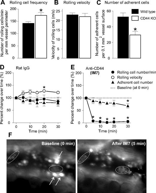 Figure 1. Leukocyte-endothelium interactions in arthritic mouse ankle synovium are differentially affected by CD44 deficiency and anti-CD44 (mAb IM7) treatment. In comparison with WT mice (■), CD44 KO mice (□) showed (A) significantly elevated rolling cell number, (B) comparable rolling velocity, and (C) significantly reduced number of firm adherent cells (n = 22 mice/genotype, *P < .05). (D-F) Immediate effects of (D) rat IgG (control) and (E) anti-CD44 (IM7) treatment on the (●) frequency of rolling leukocytes, (○) rolling velocity, and (▲) adherent cell number, in the synovial venules. IVM videos were recorded before (0 minutes, baseline) and at the indicated time points after intravenous injection of rat IgG or IM7 (both at 200 μg). Results are expressed as percentage change (mean ± SE) relative to baseline (100%; n = 8 mice/group, *P < .05). IM7 treatment had reduced the number of rolling cells so drastically that the rolling velocity could not be determined. (F) IVM snapshots of fluorescent leukocytes before (0 minutes, baseline; left) and 5 minutes (right) after injection of IM7. Arrows point to bright rolling cells that appear before (left), but not after (right) IM7 injection. Dotted lines encircle adherent cells that underwent a change in morphology, ie, exhibited a “hairy” (“disheveled”) appearance after IM7 administration.
