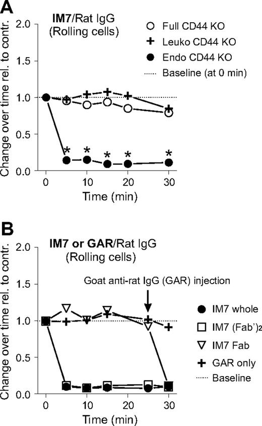 Figure 3. Abrogation of cell rolling by IM7 is dependent on leukocyte CD44 and requires CD44 cross-linking. (A) The graph shows the changes in the frequency of rolling leukocytes in synovial venules of CD44 KO mice (○, full CD44 KO), or of chimeric mice lacking CD44 in leukocytes (, Leuko CD44 KO) or in endothelial cells (●, Endo CD44 KO) after IM7 (200 μg) injection. Results are expressed as ratios of changes in leukocyte rolling frequency over time in mice treated with IM7 relative to rat IgG-treated controls (n = 8 mice/treatment group, *P < .05). (B) Comparison of the effects of (●) whole IM7 antibody and its (□) F(ab′)2 or (▽) Fab fragments on leukocyte rolling in WT mice. IVM records were made before and up to 30 minutes after injection of antibodies (200 μg each). For secondary cross-linking of CD44, goat anti–rat IgG (GAR; 100 μg) was administered intravenously at 25 minutes. , GAR alone served as a negative control. Results are expressed as ratios of changes in cell rolling, as described for panel A (n = 5 mice/group).