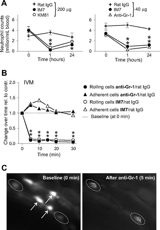 Figure 4. mAbs against CD44 (IM7 and KM81) and Gr-1 (RB6-8C5) deplete granulocytes in the circulation and exert similar effects on the rolling/adhesion behavior of leukocytes. (A) Peripheral blood neutrophil counts in WT mice before and 1 and 24 hours after intravenous administration of: (top left) 200 μg () control rat IgG, (●) IM7, or (○) KM81; and (top right) 40 μg () rat IgG, (●) IM7, or (▲) anti–Gr-1 (n = 9 mice/group, *P < .05). (B) Comparison of the effects of IM7 and anti–Gr-1 mAbs (both at 40 μg) on the rolling and adhesion of leukocytes in the inflamed synovial vessels. The results are expressed as ratios of changes observed after treatment with specific mAbs vs control rat IgG (n = 8 mice/group, *P < .05). (C) IVM snapshots of leukocytes in a synovial venule before (0 minutes, baseline, left panel) and 5 minutes after intravenous injection of 40 μg anti–Gr-1 mAb (right panel). Arrows indicate bright rolling cells (left panel) that disappeared after anti–Gr-1 injection (right panel), and dotted lines encircle adherent cells that underwent changes in morphology (became hairy/disheveled in appearance) after anti–Gr-1 treatment.