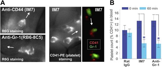 Figure 5. Platelets are deposited on the surface of leukocytes after anti-CD44 or anti–Gr-1 treatment. (A) Surface topography of adherent leukocytes in (top left) IM7-treated and (bottom left) anti–Gr-1–treated WT mice after in vivo staining with R6G suggests deposition of particles, which proved to be platelets as indicated by (middle panel) platelet-specific CD41-PE mAb staining in vivo. The right panel shows colocalization of CD41 (platelets, red) and Gr-1 (granulocytes, green) fluorescence within adherent cells in the blood vessel of an IM7-treated mouse, indicating preferential deposition of platelets on granulocytes. Arrows indicate the direction of blood flow in the synovial venules. (B) Treatment of WT mice with IM7 or anti–Gr-1 mAb results in a significant reduction of platelet counts in the circulation 1 hour after treatment (0 minutes, dark blue bars; 60 minutes, light blue bars; n = 8 mice/group; *P < .05).