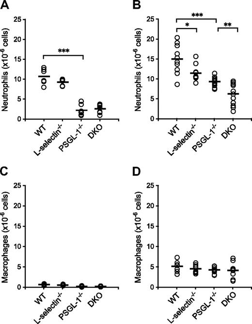 Figure 3. Neutrophil migration in thioglycolate-induced peritonitis. WT, L-selectin−/−, PSGL-1−/−, and DKO mice given an intraperitoneal injection of thioglycolate. Absolute neutrophil counts (A,B) and macrophage counts (C,D) in the peritoneal exudates were determined 4 hours (A,C) and 8 hours (B,D) after the thioglycolate injection. Each circle represents the value of an individual mouse. Bars express the mean. *P < .05; **P < .01; ***P < .001.