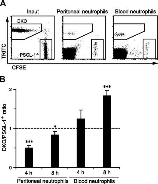 Figure 4. Competitive migration of PSGL-1−/− and DKO neutrophils into the inflamed peritoneum. Peripheral blood leukocytes were isolated from PSGL-1−/− and DKO mice and labeled with CFSE and TRITC, respectively. The mixture of these cells was injected via the tail vein into recipient DKO mice that had just received thioglycolate intraperitoneally. After 4 and 8 hours, the blood and peritoneal exudate cells were collected, stained with anti–Gr-1-APC, and analyzed by flow cytometry. (A) Representative plots showing CFSE-labeled PSGL-1−/− neutrophils and TRITC-labeled DKO neutrophils in the input, and the peritoneal exudates and peripheral blood collected 4 hours after injection. (B) The ratio of DKO neutrophils to PSGL-1−/− neutrophils in the peritoneal exudates and peripheral blood normalized by the input ratio. Data are expressed as means plus or minus SEM from 3 mice. Results represent one of 3 similar experiments. *P < .05; ***P < .001.