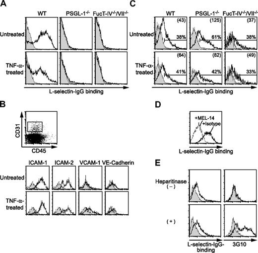 Figure 6. Cremaster muscle endothelial cells bind L-selectin. (A) L-selectin–IgG binding to neutrophils. Peripheral blood leukocytes from WT, PSGL-1−/−, and FucT-IV−/−/VII−/− mice treated with or without an intrascrotal injection of TNF-α were stained with L-selectin–IgG complexed with PE-labeled goat F(ab′)2 anti–human IgG with (shaded histograms) or without (open histograms) EDTA, and then stained with anti–Gr-1-APC. Cells were gated for neutrophils (SSChighGr-1high). (B) Expression of endothelial markers on cremaster muscle endothelial cells. Cremaster muscle was removed from WT mice treated with or without an intrascrotal injection of TNF-α. Single-cell suspensions enriched for endothelial cells by Percoll were stained with the indicated mAbs (open histograms) or isotype controls (shaded histograms) followed by secondary reagents together with anti–CD31-APC and anti–CD45-FITC or -PE-Cy5. Cells were gated on CD31+CD45−, as shown in the top panel. (C-E) L-selectin–IgG binding to cremaster muscle endothelial cells. Single-cell suspensions from the cremaster muscle were stained with L-selectin–IgG complexed with PE-labeled goat F(ab′)2 anti–human IgG and then stained with anti–CD31-APC and anti–CD45-FITC. Cells were gated on CD31+CD45−. (C) L-selectin–IgG binding to cremaster muscle endothelial cells from WT, PSGL-1−/−, and FucT-IV−/−/VII−/− mice treated with or without an intrascrotal injection of TNF-α. The cells were stained with (shaded histograms) or without (open histograms) EDTA. Percentages of L-selectin–binding cells are given. The numbers in parentheses indicate mean fluorescence intensity values. (D) Inhibition of L-selectin–IgG binding to cremaster muscle endothelial cells by the anti–L-selectin mAb MEL-14. The L-selectin–IgG secondary antibody complex was incubated with MEL-14 (dotted line) or isotype control (solid line) before added to the cells. (E) L-selectin–IgG binding to cremaster muscle endothelial cells treated with heparitinase. The cells were treated with heparitinase before being analyzed for L-selectin–IgG binding. The cells were stained with (shaded histograms) or without (open histograms) EDTA. The cells were also stained with (open histograms) or without (shaded histograms) the anti–Δ-heparan sulfate mAb 3G10 followed by FITC-labeled donkey anti–mouse IgG. Results represent one of 3 to 5 similar experiments.