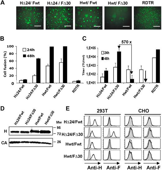 Figure 2. Codisplay of cytoplasmic tail deletion mutants of H and F gps on HIV vectors results in high titers. 293T cells were transfected with HIV-gagpol, HIV-GFP vector, and the combination of H and F gps: Hwt/Fwt, HΔ24/FΔ30, Hwt/FΔ30, and HΔ24/Fwt. RDTR was used as a control gp. (A) Images show GFP expression and syncytia formation of 293T producer cells 24 hours after transfection. Scale bar represents 1000 μm. (B) At 24 and 48 hours after transfection, cells were fixed and stained with Giemsa staining solution, and syncytia formation (percentage cell fusion) was quantified. (C) 293T cells were incubated with serial dilutions of GFP-encoding HIV vectors pseudotyped with Hwt/Fwt, HΔ24/FΔ30, Hwt/FΔ30, HΔ24/Fwt, or RDTR gps. Vector supernatant was harvested at 24 or 48 hours after transfection. Cells were analyzed for GFP expression 72 hours after transduction by FACS. Titers are expressed as TU/mL (means ± SD; n = 6). (D) HIV-GFP vectors were pseudotyped with Hwt/Fwt, HΔ24/FΔ30, Hwt/FΔ30, and HΔ24/Fwt and purified over a sucrose cushion. Subsequently, viral gps, Hwt and HΔ24, were detected by Western blot with an antibody recognizing H ecto-domain; incubation with an anti-HIV p24 antibody was used to reveal HIV capsid (CA). (E) HIV-GFP vectors were pseudotyped with Hwt/Fwt, HΔ24/FΔ30, Hwt/FΔ30, and HΔ24/Fwt. A cell-binding assay was performed using the different vector preparations, concentrated by low-speed centrifugation. Both 293T cells (CD46+, SLAM−) and control CHO cells (CD46−, SLAM−) were incubated with the indicated HIV vector pseudotypes for 1 hour. After washing, bound viral particles were detected using conformational antibodies directed against the ectodomain of H gp (anti-H) or F gp (anti-F). Data shown are representative of 3 experiments.