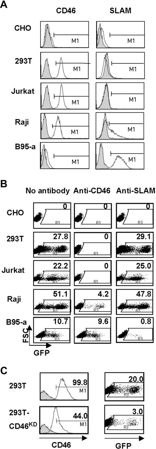 Figure 3. HΔ24/FΔ30-pseudotyped LVs conserve the tropism of Edmonston MV strain. (A) SLAM and CD46 surface staining (open histograms) of the different cell lines (CHO, 293T, Jurkat, Raji, and B95a). Closed histograms represent staining with the isotype IgG control. (B) The different cell lines were transduced with a HΔ24/FΔ30-pseudotyped HIV-GFP vector at an MOI of 1 in the absence of antibody (no antibody) or after 2-hour incubation with an anti-CD46 antibody that blocks H binding to CD46 receptor or, as control, with anti-SLAM antibody prior to transduction. In the case of B95-a cells, a specific anti-SLAM antibody was used to block the SLAM receptor, whereas anti-CD46 antibody was used as a control prior to transduction. Cells were analyzed for GFP expression 72 hours after transduction by FACS analysis. Data shown here are representative of 4 independent experiments. (C) 293T cells were transduced with 2 different shRNA LVs to knock down hCD46 (293T-CD46KD). Open histograms represent the expression of CD46 in 293T or 293T-CD46KD. Closed histograms represent staining with the isotype IgG control. Both cell lines were subsequently transduced with HΔ24/FΔ30-pseudotyped HIV-GFP vector at MOI = 1. Dot blots represent the percentage of GFP+ cells 3 days after transduction, as analyzed by FACS.