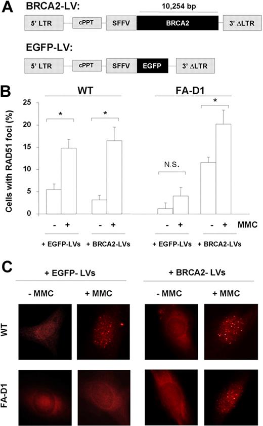 Figure 1. Restored formation of nuclear Rad51 foci in FA-D1 mouse fibroblasts transduced with LVs expressing hBRCA2. (A) Description of the LVs harboring the hBRCA2 (BRCA2-LV) and EGFP cDNA (EGFP-LV) used throughout. (B) Percentages of mouse FA-D1 fibroblasts with Rad51 foci after 20 hours of incubation in the presence or absence of 30 nM MMC. Data are mean plus or minus SEM of 3 independent experiments. A total of 200 cells were scored in each condition. (C) Representative immunofluorescence pictures corresponding to analysis shown in panel B. *Significant difference (P < .05). N.S. indicates not significant.
