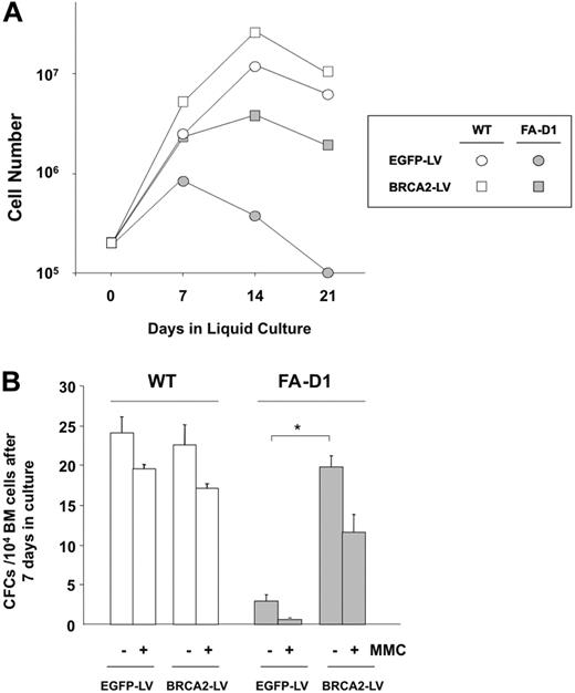 Figure 2. Correction of the in vitro proliferation defects and MMC hypersensitivity of FA-D1 BM progenitors transduced with LVs that express hBRCA2.C (A) Kinetics of ex vivo expansion of WT (○, □) and FA-D1 (, ) BM cells previously transduced with EGFP-LVs or BRCA2-LVs (circles and squares, respectively). Data from a representative experiment are shown. (B) Content in CFCs of cultures corresponding to panel A after 7 days of ex vivo expansion in the absence or presence of 10 nM MMC. Data are mean plus or minus SEM of data obtained from 5 plates per point. *Significant difference between cells transduced with EGFP and BRCA2-LVs (P < .05).