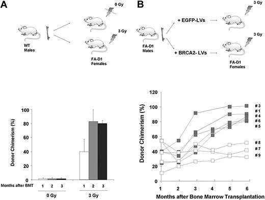 Figure 3. In vivo repopulation advantage of FA-D1 BM cells transduced with BRCA2-LVs in the PB of FA-D1 recipients conditioned with mild irradiation. (A) Influence of a mild conditioning of 3 Gy to facilitate the engraftment of FA-D1 recipients with moderate numbers (500 000 Lin− cells) of fresh BM cells from WT mice. Follow-up of donor engraftments obtained between 1 and 3 months after transplantation. □ and ■ represent unirradiated recipients and recipients irradiated with 3 Gy before the BM transplantation, respectively. (B) Kinetics of donor hematopoietic repopulation in FA-D1 recipients conditioned with 3 Gy and transplanted with 500 000 FA-D1 Lin− BM cells that were transduced with BRCA2- or EGFP-LVs. Donor repopulation data were obtained by qPCR analyses of SRY sequences (Y-chromosome specific) in PB samples from recipient mice. Mice 1 to 6 were transplanted with BRCA2-transduced cells. Mice 7 to 9 were transplanted with EGFP-transduced cells.