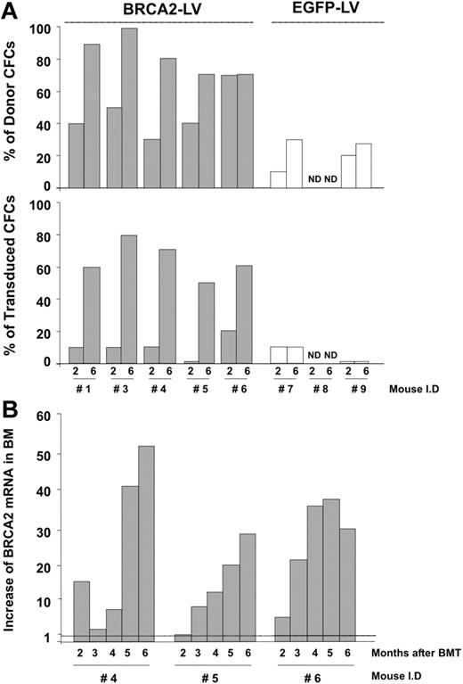 Figure 4. Characterization of the hematopoietic progenitors repopulating the BM of FA-D1 recipients after transplantation with EGFP- or hBRCA2-transduced FA-D1 cells. (A) Quantification of the proportion of CFCs present in the BM of FA-D1 recipients of donor origin (top panel) harboring BRCA2-LV or EGFP-LV proviruses (bottom panel). qPCR analyses of SRY sequences and of BRCA2 and EGFP-LV proviruses were determined in individually picked colonies generated by BM samples obtained 2 and 6 months after transplantation. (B) Kinetics of hBRCA2 mRNA expression in BM samples from 3 FA-D1 recipients transplanted with BRCA2-transduced cells. BM samples were periodically aspirated from the femora of recipient mice and analyzed by RT-PCR. Data show the increase in hBRCA2 expression compared with a mouse transplanted with EGFP-transduced cells (mouse 9).