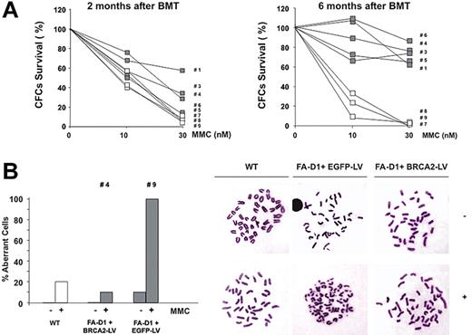 Figure 5. Reversion of the phenotype of BM cells from FA-D1 mice after transplantation with genetically corrected BM cells. (A) Reversion of the MMC sensitivity of hematopoietic progenitors present in the BM of recipient mice transplanted with BRCA2-transduced FA-D1 BM cells. The figure shows the increased resistance to MMC in samples obtained 6 months after BMT, compared with samples obtained 2 months after BMT. (B) Reversion of the chromosomal instability of BM cells from mice transplanted with BRCA2-LVs. The figure represents the chromosomal instability, spontaneous and MMC-induced, in BM cells from one recipient mouse corresponding to the therapeutic and control groups (mouse 4 and mouse 9, respectively).